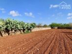 Idylle pur: Finca 100 qm, Pool, Solar, Brunnen und Nebengebäude auf 21.000 qm Area mit Steinmauern. - Grundstück