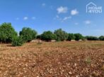 Idylle pur: Finca 100 qm, Pool, Solar, Brunnen und Nebengebäude auf 21.000 qm Area mit Steinmauern. - Grundstück