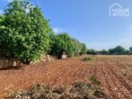Idylle pur: Finca 100 qm, Pool, Solar, Brunnen und Nebengebäude auf 21.000 qm Area mit Steinmauern. - Grundstück