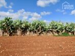 Idylle pur: Finca 100 qm, Pool, Solar, Brunnen und Nebengebäude auf 21.000 qm Area mit Steinmauern. - Grundstück