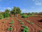 Idylle pur: Finca 100 qm, Pool, Solar, Brunnen und Nebengebäude auf 21.000 qm Area mit Steinmauern. - Gemüse