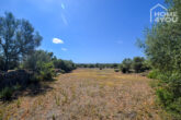 Finca-Leben in absoluter Ruhe unweit Ses Salines, 15.000 qm Grundstück, Mandelbäume, Steinmauern - Grundstück